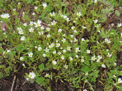 Cerastium nutans