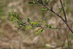 Salix nipponica
