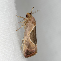 Hoplomorpha abalienella