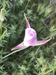 Calochortus catalinae