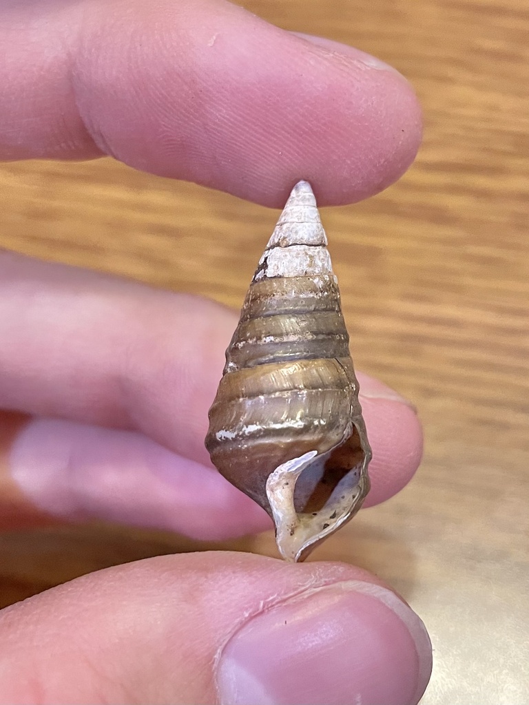 Noble Hornsnail