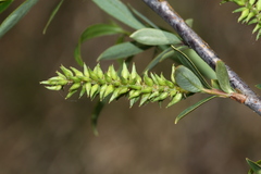 Salix nipponica
