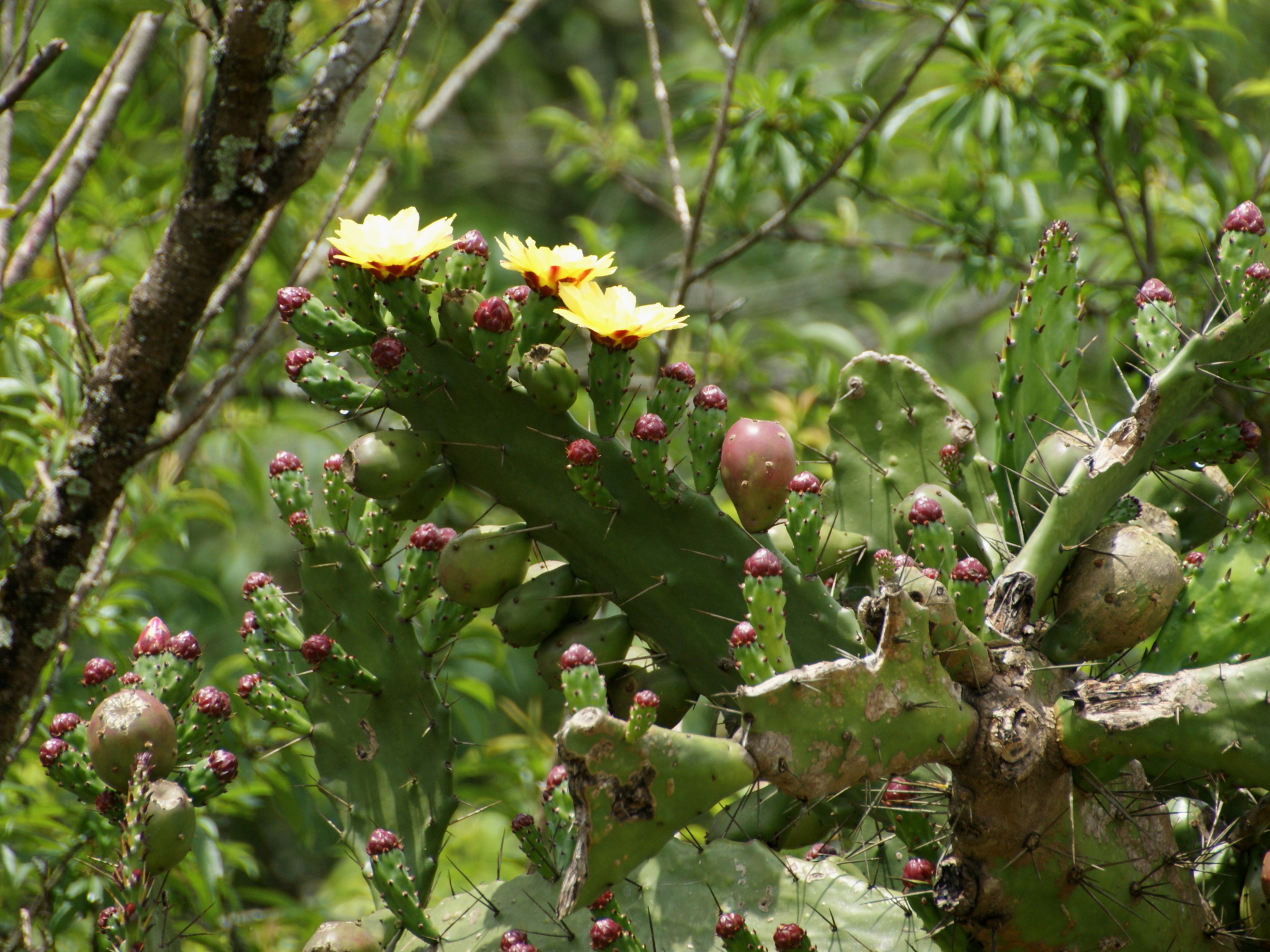 Opuntia monacantha — ảnh 2