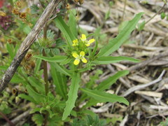 Erysimum repandum