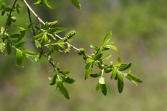 Salix pierotii