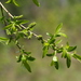 Salix pierotii - Photo (c) V.S. Volkotrub, vissa rättigheter förbehållna (CC BY-NC), uppladdad av V.S. Volkotrub