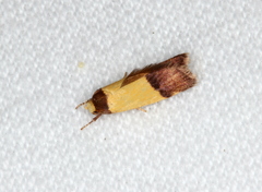 Heteroteucha kershawi