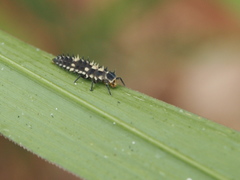 Cheilomenes sexmaculata