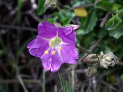 Mirabilis prostrata
