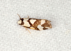 Thallarcha staurocola