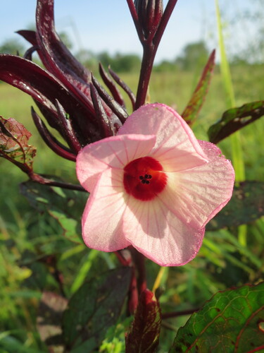 Sorrel