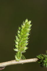 Salix pierotii