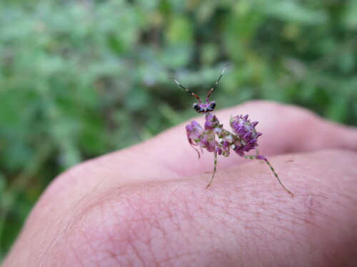 African Spiny Flower Mantis