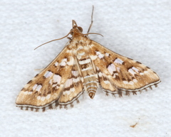 Sameodes iolealis