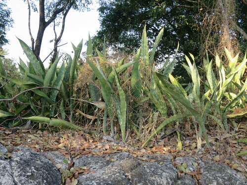 Dracaena liberica, photograph 1