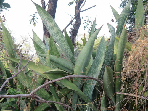 Dracaena liberica