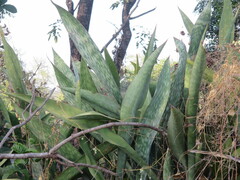 Dracaena liberica