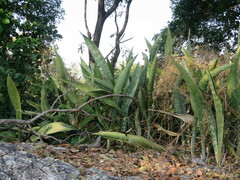 Ricardo Lima, CC0, iNaturalist via GBIF Dracaena liberica, photograph Ricardo Lima, CC0, iNaturalist via GBIF