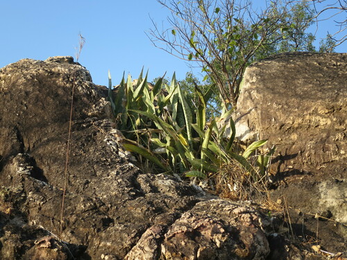 Dracaena liberica, photograph 4