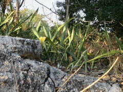 Ricardo Lima, CC0, iNaturalist via GBIF Dracaena liberica, photograph Ricardo Lima, CC0, iNaturalist via GBIF