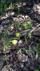 Calochortus pulchellus