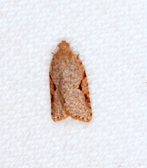 Meritastis piperata