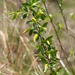Salix pseudopentandra - Photo (c) V.S. Volkotrub, osa oikeuksista pidätetään (CC BY-NC), lähettänyt V.S. Volkotrub