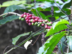 Coffea