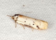 Philobota thiocrossa