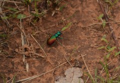 Cicindela scutellaris scutellaris