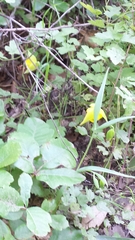 Calochortus pulchellus