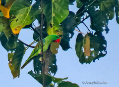 Great-Billed Parrot photo 3
