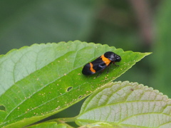 Cosmoscarta abdominalis