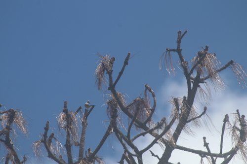 Grey Silky-flycatcher (Ptiliogonys cinereus), photo 5