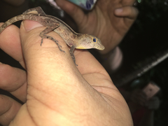 Anolis gundlachi