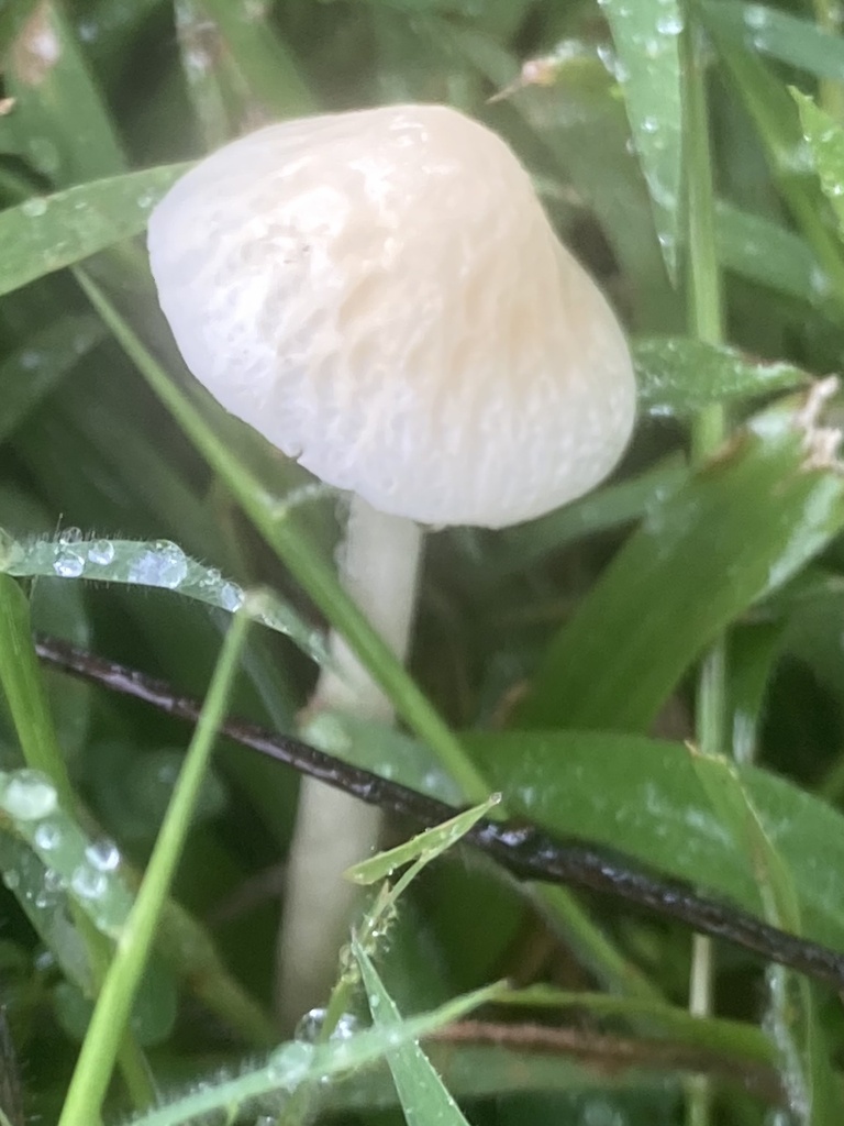Agrocybe retigera · December 2023 · photo: © riverahlquist (iNaturalist, cc-by)