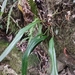 Anthurium langsdorffii Schott 3