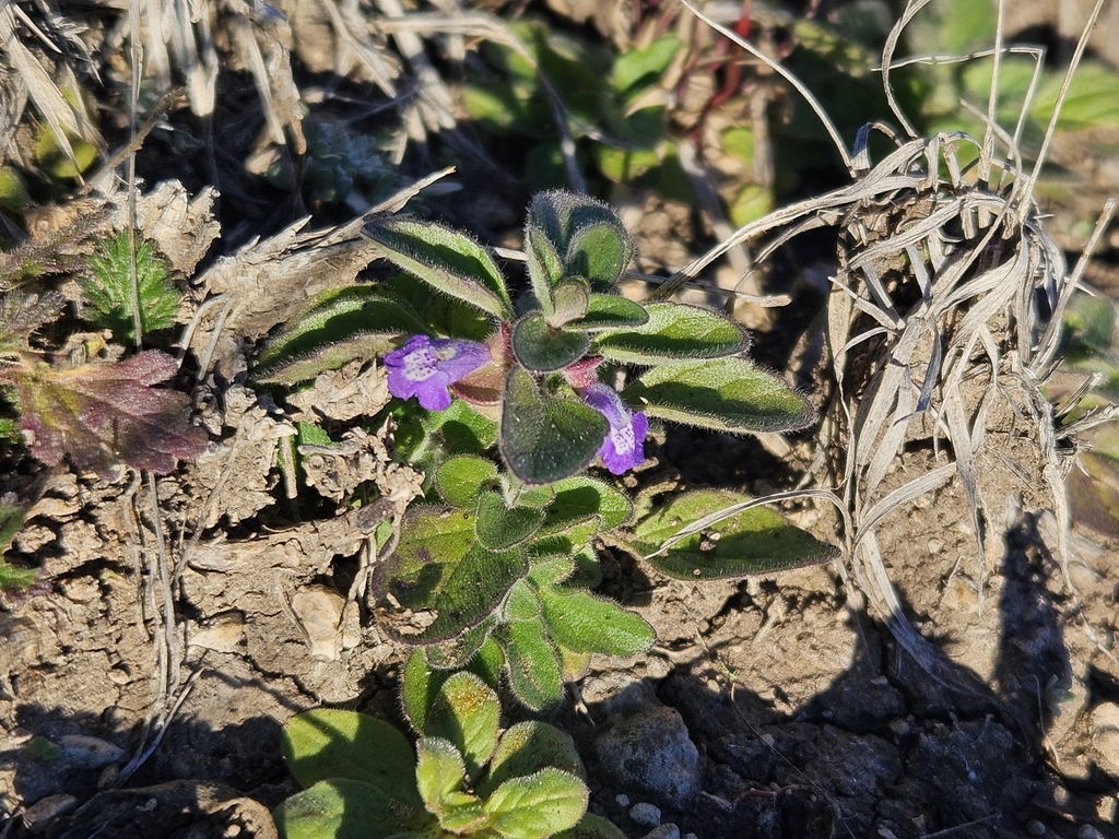 Drummond's skullcap from Junction, TX 76849, USA on December 29, 2023 ...