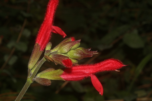 Image of Salvia fulgens by (c) Juan Cruzado Cortés, some rights reserved (CC BY)