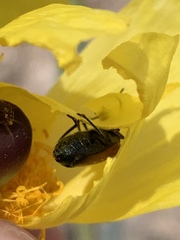 Eupompha schwarzi