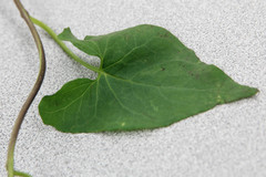 Calystegia sepium sepium