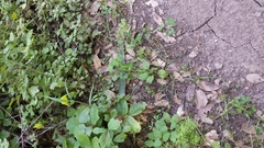 Calochortus pulchellus