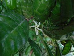 Tabernaemontana citrifolia