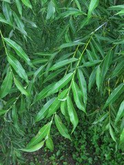 Salix rorida