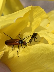 Eupompha schwarzi