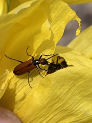 Eupompha schwarzi