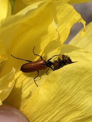Eupompha schwarzi