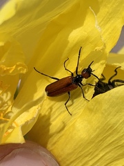 Eupompha schwarzi
