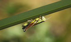 Dichroplus vittigerum