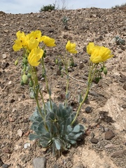 Arctomecon californica